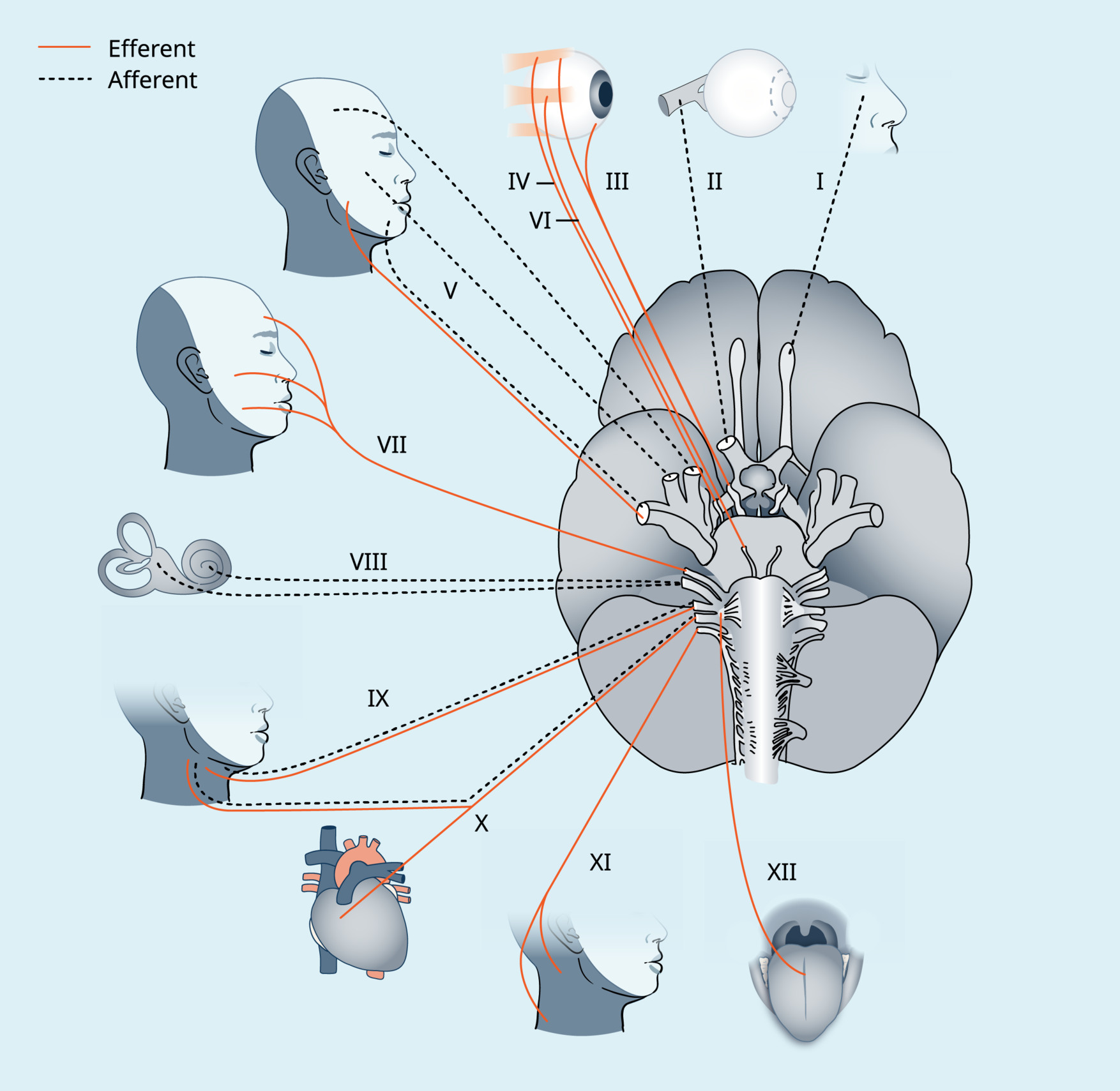 Schematisk bild över signalvägen för spinala reflexer.